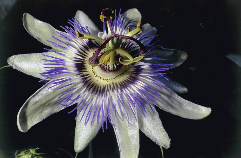 无人,横图,室内,特写,美景,水果,黑色背景,新鲜,盛开,景观,生食,食品,果实,图像,花蕾,花,花瓣,花朵,鲜花,食物,一朵,紫色,黑色,自然,百香果,花苞,花蕊,概念,西番莲,景色,摄影,有机食品,绿色食品,生长,雄蕊,自然风光,主题,鸡蛋果,受难果,巴西果,构图,彩图,影棚拍摄,时空