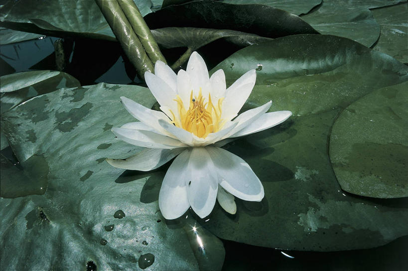 无人,横图,俯视,室外,特写,白天,水,睡莲,叶子,漂浮,盛开,图像,花蕾,花,花瓣,花朵,鲜花,一朵,自然,花苞,花蕊,概念,摄影,生长,雄蕊,清新,水生植物,主题,自然现象,视角,构图,彩图,高角度拍摄,白睡莲,时空