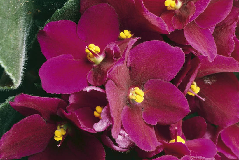 无人,横图,室外,特写,叶子,科学,图像,花,花朵,粉色,自然,摄影,生物学,雄蕊,主题,构图,非洲堇,彩图,全画面,全框架,全帧,时空,全画幅