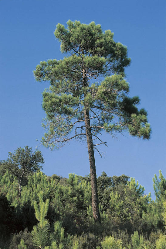 无人,竖图,室外,仰视,旅游,度假,美景,植物,松树,科学,景观,图像,娱乐,树,天空,自然,享受,休闲,景色,放松,摄影,生物学,自然风光,主题,自然现象,视角,云杉,万里无云,构图,彩图,低角度拍摄,时空,海岸松