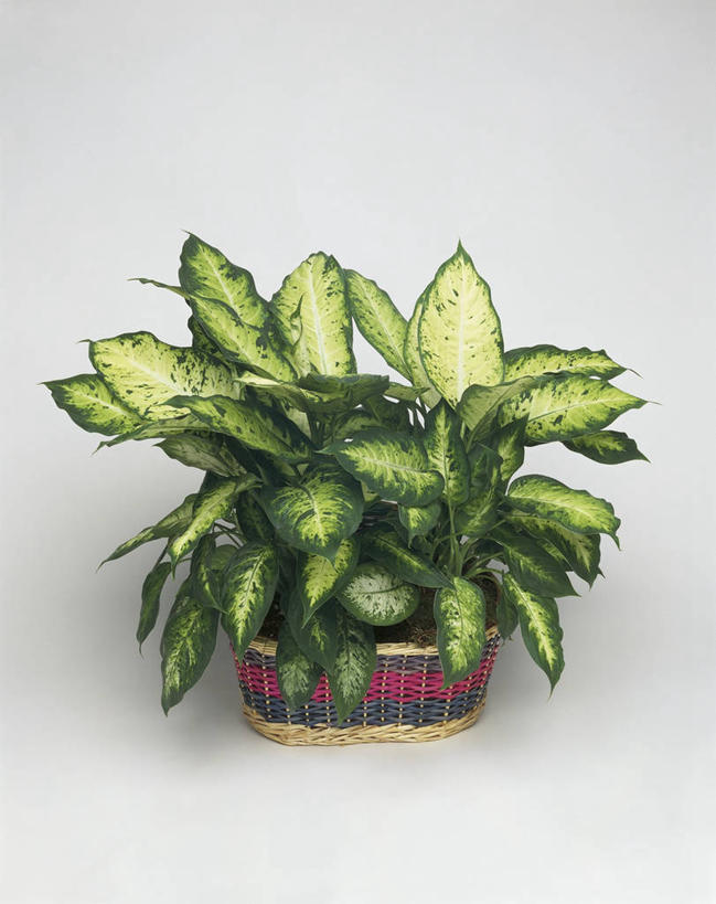 无人,竖图,室内,特写,白色背景,植物,微生物,叶子,科学,细菌,图像,自然,生物,摄影,生物学,水生植物,主题,生命体,构图,彩图,影棚拍摄,时空,原核生物