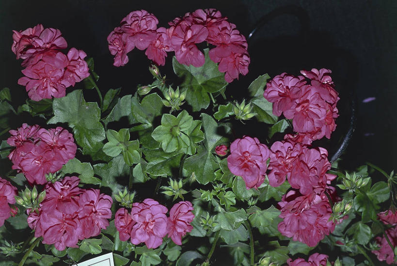 无人,横图,室外,特写,叶子,科学,图像,花,花朵,粉色,自然,摄影,生物学,天竺葵,主题,构图,彩图,时空