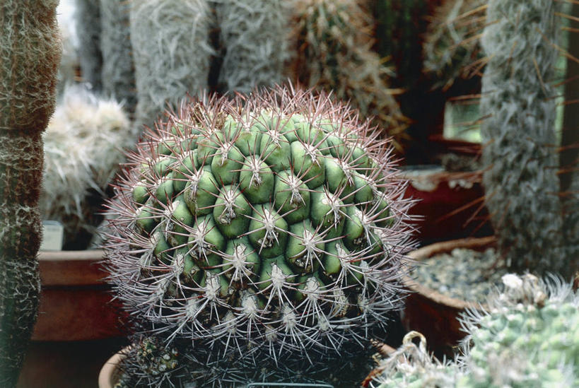 无人,横图,室外,特写,白天,植物,仙人掌,图像,概念,摄影,生长,脆弱,构图,彩图,肉质植物,时空