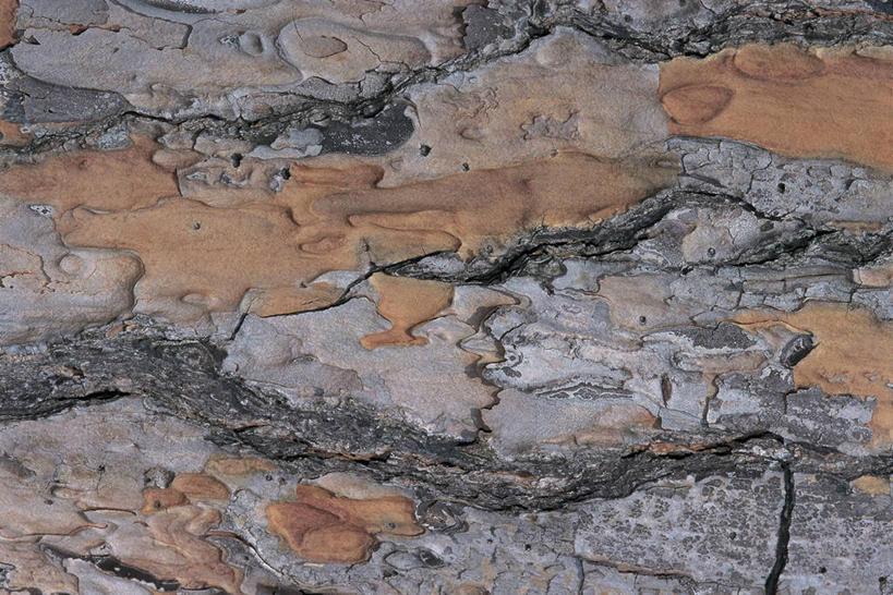 无人,横图,室外,特写,白天,植物,松树,树皮,图像,树,树干,自然,摄影,主题,坚定,云杉,长寿,贞洁,构图,伞松,彩图,时空,防火树,金松