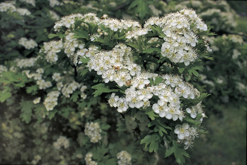 无人,横图,室外,特写,白天,美景,植物,叶子,丰富,景观,图像,花,花瓣,花朵,树,白色,自然,概念,山楂树,景色,摄影,灌木,自然风光,主题,构图,彩图,时空