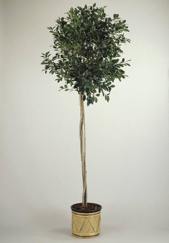 无人,竖图,室内,特写,白色背景,植物,叶子,图像,白色,自然,概念,摄影,生长,脆弱,主题,构图,无花果树,彩图,影棚拍摄,时空