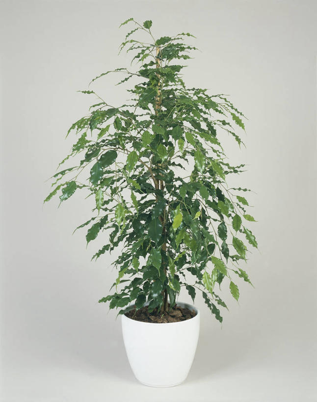 无人,竖图,室内,特写,白色背景,植物,叶子,图像,树,绿色,白色,概念,生物,摄影,生长,构图,无花果树,彩图,时空