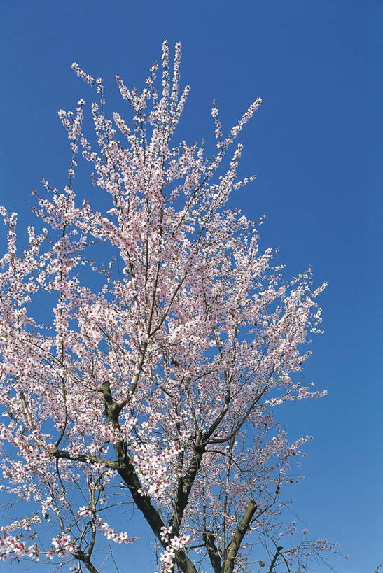 无人,竖图,室外,特写,白天,仰视,美景,植物,景观,果树,枝,图像,花,花朵,树,树木,蓝色,绿色,天空,自然,概念,景色,摄影,生长,成长,自然风光,主题,视角,落叶树,万里无云,杏树,构图,彩图,低角度拍摄,时空