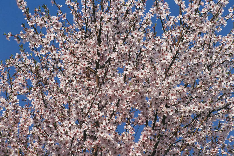无人,横图,室外,特写,白天,仰视,美景,植物,景观,果树,枝,图像,花,花朵,树,树木,蓝色,绿色,天空,自然,概念,景色,摄影,生长,成长,自然风光,主题,视角,落叶树,万里无云,杏树,构图,彩图,低角度拍摄,时空