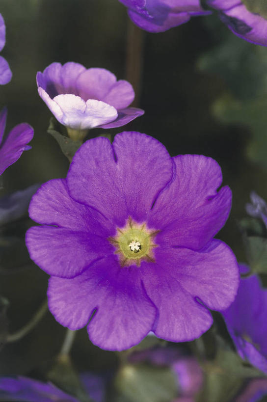 无人,竖图,室外,特写,白天,美景,植物,景观,图像,花瓣,紫色,自然,概念,生物,景色,摄影,生长,脆弱,雄蕊,清新,自然风光,主题,构图,樱草花,彩图,时空,报春花科