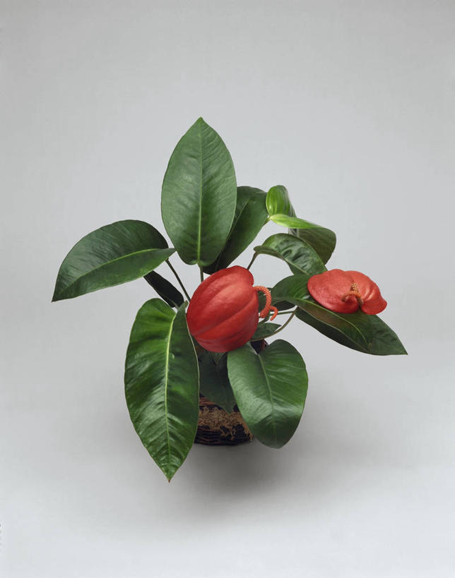 无人,竖图,室内,特写,白色背景,植物,百合花,微生物,叶子,细菌,图像,白色,概念,生物,摄影,生长,脆弱,水生植物,花烛属,强瞿,生命体,构图,百合蒜,倒仙,番韭,山丹,彩图,影棚拍摄,时空,原核生物