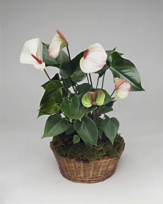 无人,竖图,室内,特写,白色背景,植物,百合花,微生物,叶子,细菌,图像,花瓣,白色,概念,生物,摄影,生长,脆弱,雄蕊,水生植物,花烛属,强瞿,生命体,构图,百合蒜,倒仙,番韭,山丹,彩图,影棚拍摄,时空,原核生物