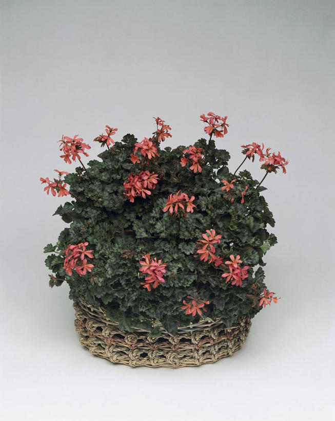 无人,竖图,室内,特写,白色背景,植物,叶子,篮子,图像,白色,容器,概念,摄影,生长,天竺葵,脆弱,构图,彩图,影棚拍摄,时空