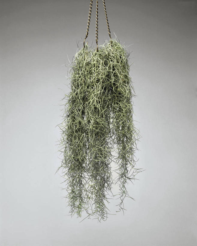 无人,交叉,竖图,室内,特写,白色背景,植物,竹子,叶子,吊挂,握,悬挂,竹制,编织,篮子,园艺,常春藤,苔藓,挂,拿,图像,拎,拿着,花,白色,容器,竹篮,概念,握着,摄影,生长,竹条,交织,竹制品,脆弱,构图,穿插,寄生藤,彩图,影棚拍摄,时空,拎着