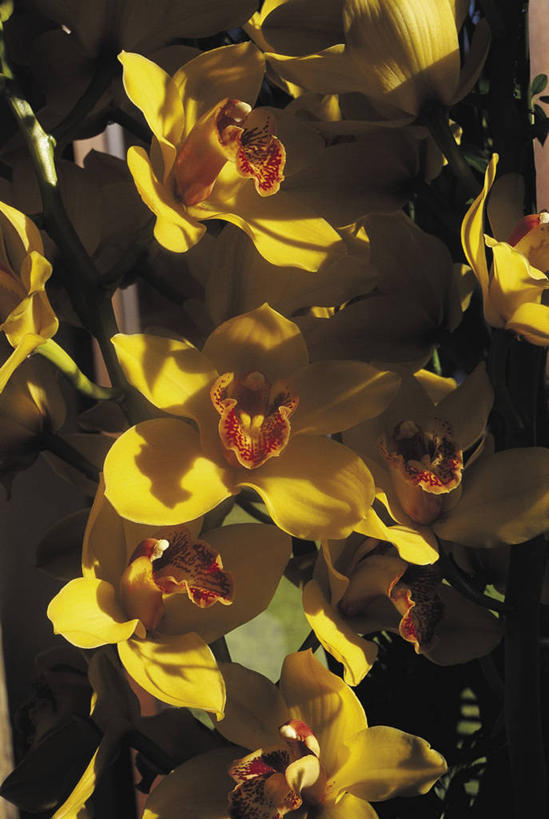 无人,竖图,室外,特写,白天,美景,叶子,景观,图像,花蕾,花瓣,自然,概念,景色,摄影,生长,高雅,脆弱,雄蕊,自然风光,蕙兰,淡泊,花中君子,构图,开端,兰花,彩图,时空