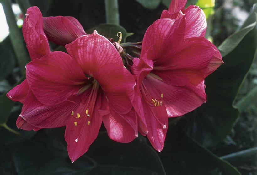 无人,横图,室外,特写,白天,美景,叶子,景观,图像,花瓣,自然,概念,景色,摄影,生长,孤挺花,脆弱,雄蕊,自然风光,主题,构图,彩图,时空,百合科