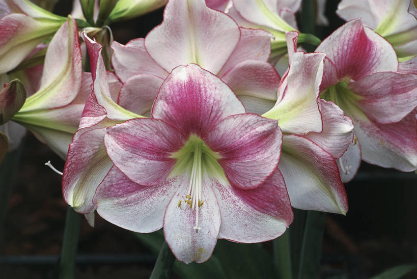 无人,横图,室外,特写,白天,美景,景观,图像,花瓣,自然,概念,景色,摄影,生长,孤挺花,脆弱,雄蕊,自然风光,主题,构图,彩图,时空,百合科