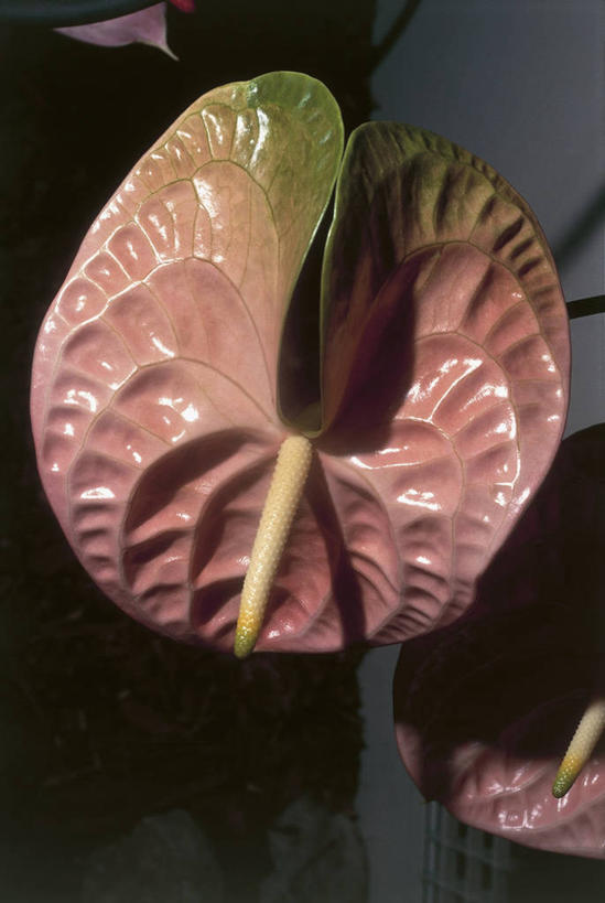 无人,竖图,室外,特写,白天,微生物,科学,细菌,图像,花瓣,自然,概念,生物,摄影,生长,生物学,脆弱,雄蕊,水生植物,主题,花烛属,生命体,构图,彩图,时空,原核生物