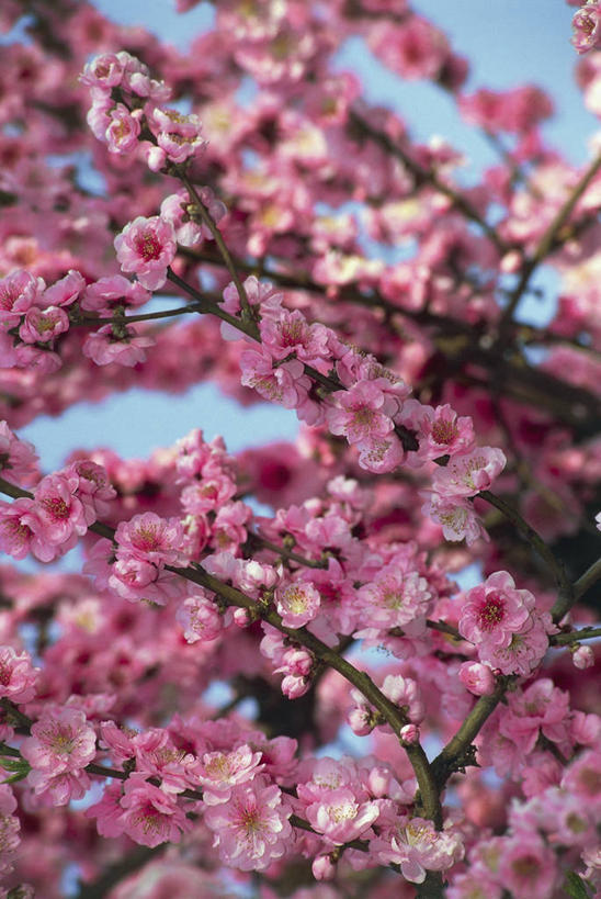 无人,竖图,室外,特写,白天,美景,植物,水果,景观,枝,图像,花,花瓣,花朵,树,桃树,粉色,天空,自然,春天,概念,桃,景色,季节,摄影,生长,自然风光,主题,自然现象,构图,彩图,时空