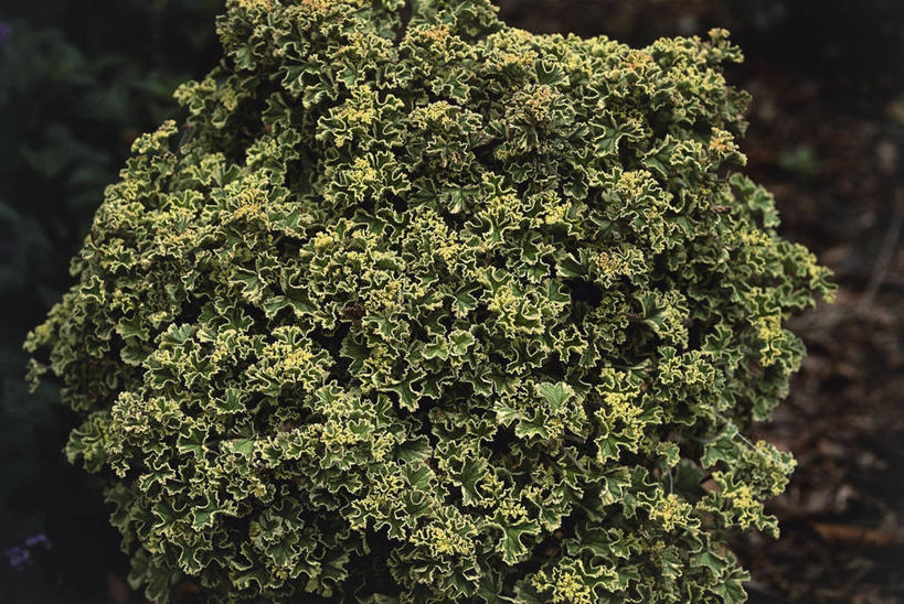 无人,横图,室外,特写,白天,植物,叶子,图像,自然,概念,生物,摄影,生长,天竺葵,主题,构图,彩图,时空