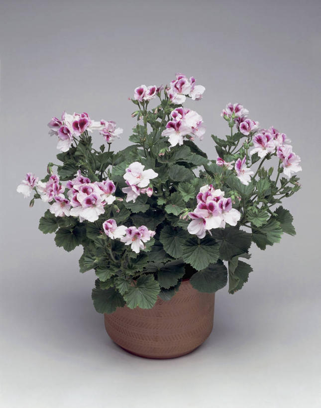 无人,竖图,室内,特写,植物,叶子,一个,摄影,生长,单个,天竺葵,彩图,影棚拍摄