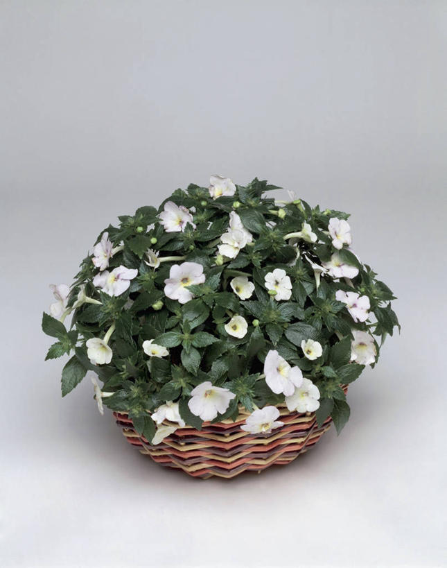 无人,竖图,室内,特写,植物,叶子,盛开,篮子,花蕾,花,花瓣,花朵,鲜花,一朵,一个,白色,花苞,花蕊,摄影,生长,单个,非洲堇,彩图,影棚拍摄