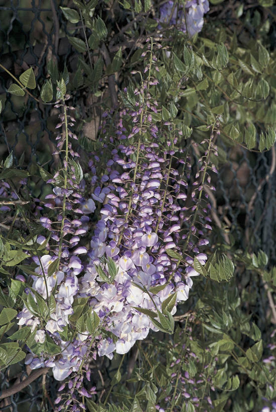 无人,竖图,室外,特写,白天,美景,植物,叶子,景观,紫藤,花,花朵,紫色,自然,藤蔓,景色,摄影,生长,生物学,自然风光,豌豆系,藤蔓植物,彩图