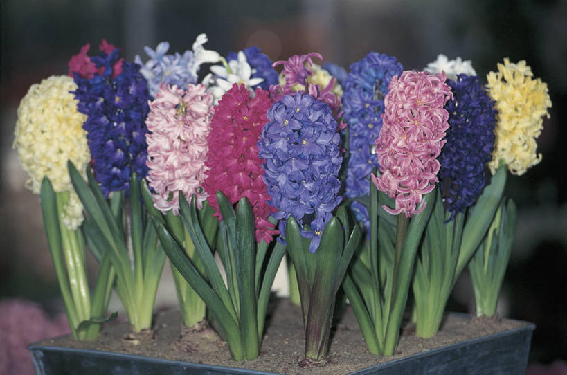 无人,横图,室外,特写,白天,美景,植物,风信子,景观,花朵,自然,景色,摄影,生长,生物学,自然风光,彩图,百合科