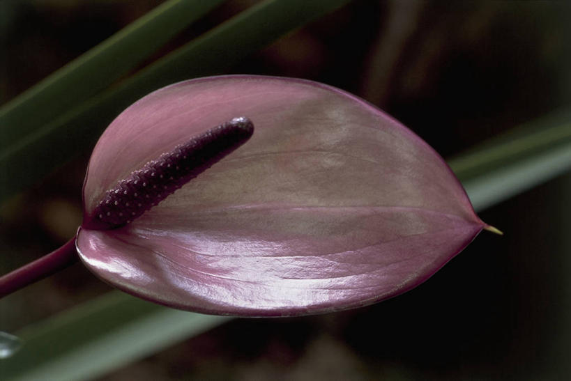 无人,横图,室外,特写,白天,美景,植物,微生物,叶子,细菌,景观,花朵,自然,生物,景色,摄影,生长,生物学,自然风光,花烛属,生命体,彩图,原核生物