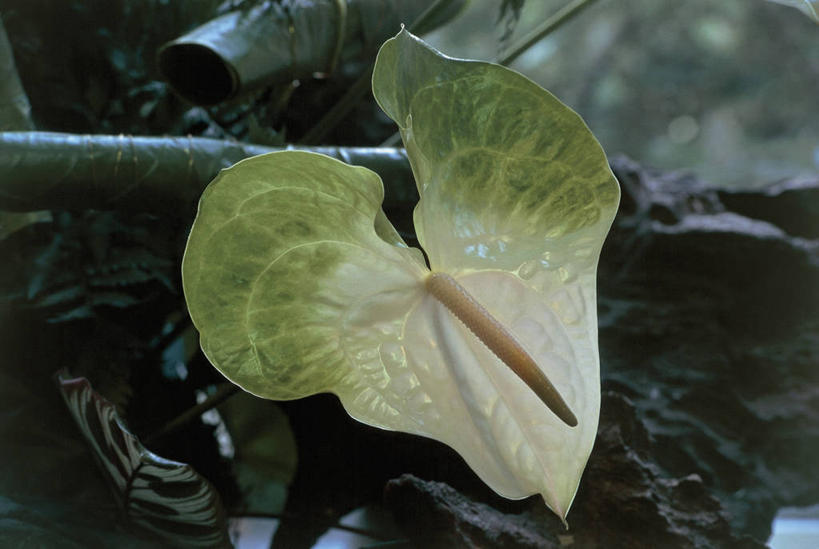 无人,横图,室外,特写,白天,美景,植物,微生物,叶子,细菌,景观,花朵,自然,生物,景色,摄影,生长,生物学,自然风光,花烛属,生命体,叶脉,彩图,原核生物