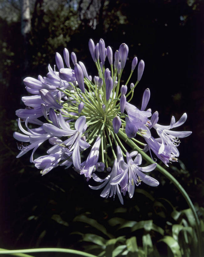 无人,竖图,室外,特写,白天,植物,茎,花蕾,花瓣,花朵,紫色,自然,摄影,生长,非洲百合,彩图,百合科