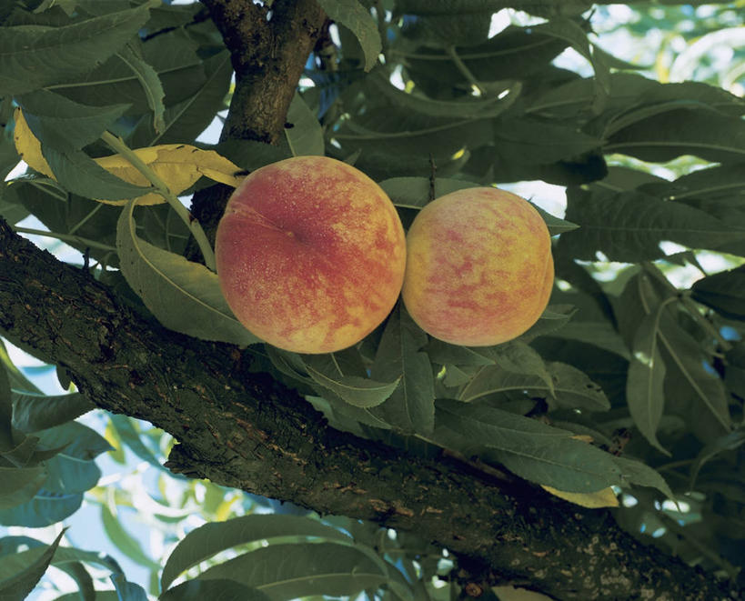无人,横图,室外,特写,白天,仰视,农业,植物,水果,叶子,吊挂,悬挂,枝,挂,树,桃树,桃,摄影,有机食品,生长,清新,彩图,低角度拍摄