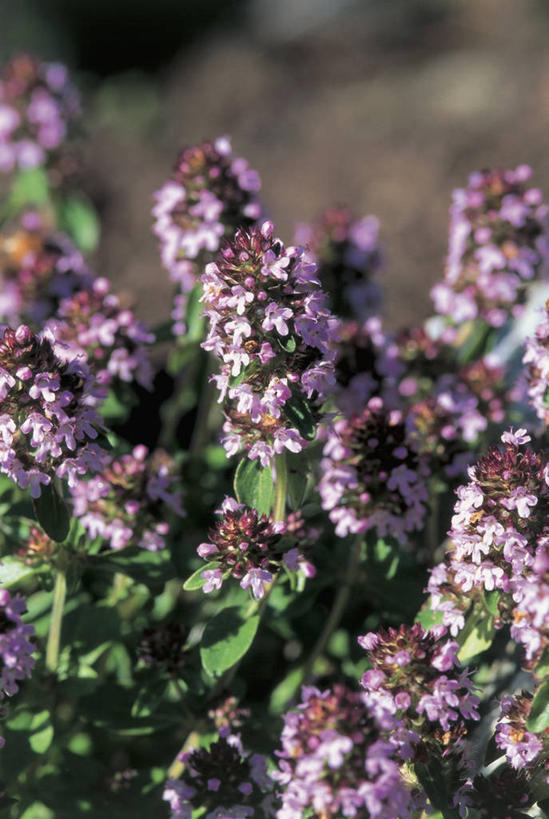 无人,竖图,室外,特写,白天,植物,叶子,花,花朵,摄影,生长,脆弱,彩图,对焦