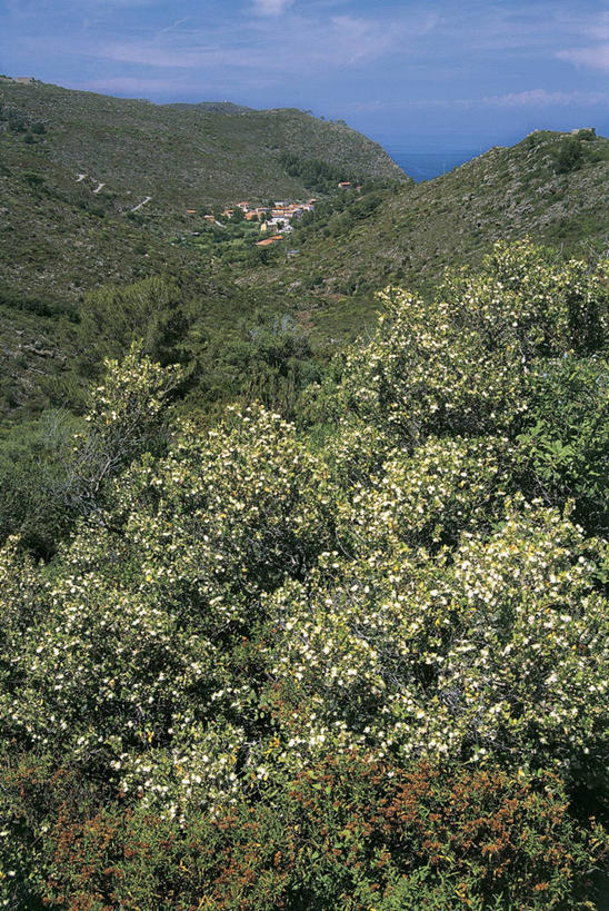 无人,竖图,俯视,室外,白天,旅游,度假,美景,森林,植物,地形,景观,云,娱乐,天空,自然,享受,休闲,景色,放松,摄影,生长,宁静,自然风光,桉树,番樱桃,彩图,高角度拍摄