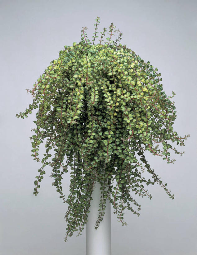 无人,竖图,室内,特写,植物,叶子,一个,自然,摄影,生长,单个,非洲堇,彩图,影棚拍摄