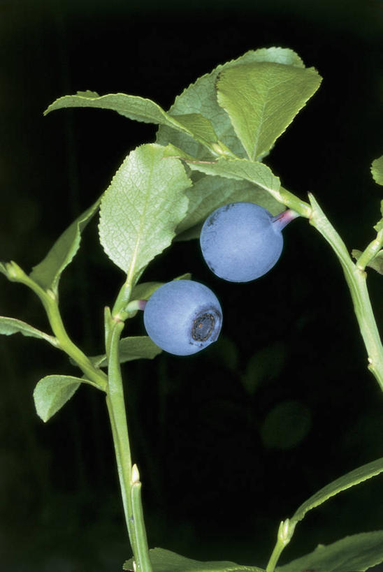 无人,竖图,室内,特写,植物,浆果,蓝莓,水果,叶子,黑色背景,食品,自然,摄影,生长,彩图,影棚拍摄