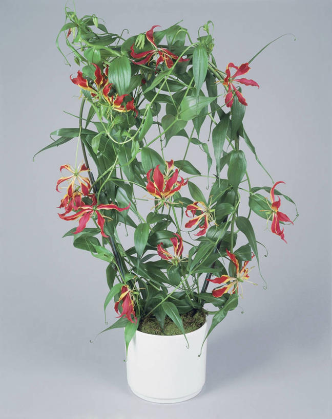 无人,竖图,室内,特写,植物,百合花,叶子,花瓣,一个,摄影,生长,单个,强瞿,百合蒜,倒仙,番韭,山丹,彩图,影棚拍摄,火焰百合,百合科