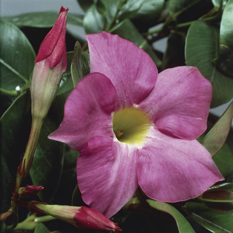 无人,方图,室外,特写,白天,植物,玫瑰,叶子,花蕾,赤素馨花,花瓣,粉色,自然,摄影,生长,脆弱,彩图