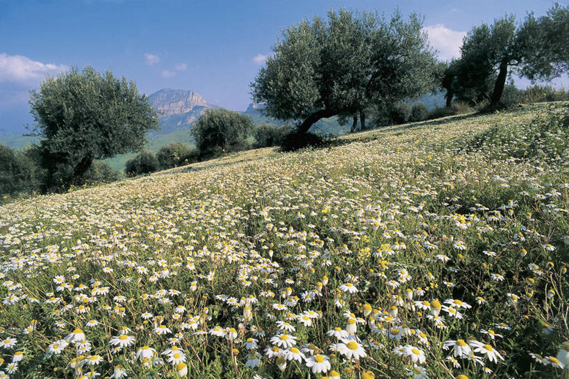 无人,横图,室外,白天,旅游,度假,美景,山,意大利,欧洲,地形,景观,田地,云,娱乐,树,天空,自然,享受,休闲,景色,放松,摄影,脆弱,西西里,地中海文化,自然风光,意大利文化,甘菊花,彩图,油橄榄树