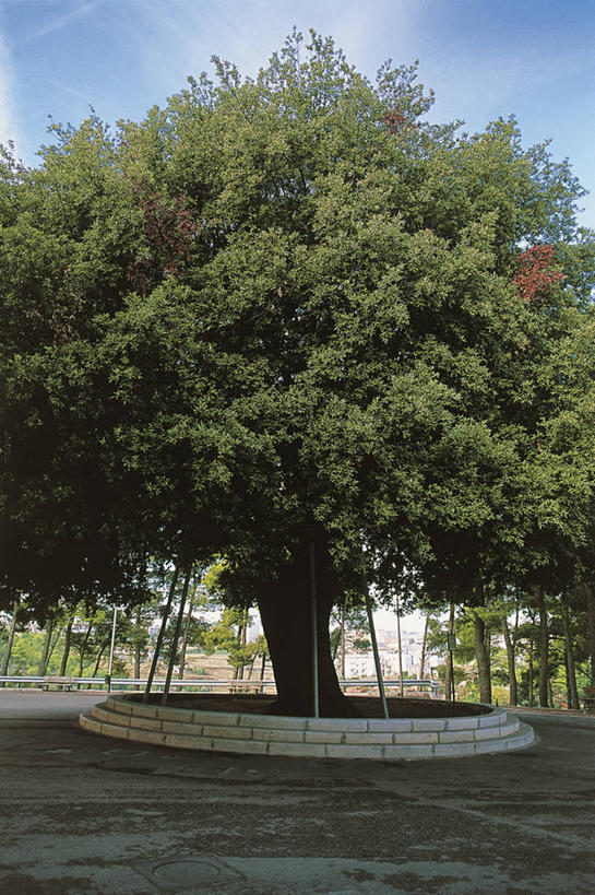 无人,竖图,室外,白天,意大利,欧洲,砖,乡村,树,天空,自然,摄影,地中海文化,橡树,意大利文化,彩图,壁架