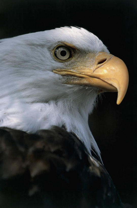 无人,竖图,室外,特写,白天,野生动物,鹰,美国,鸟类,摄影,北美,白头鹰,喙,美国文化,阿拉斯加,彩图