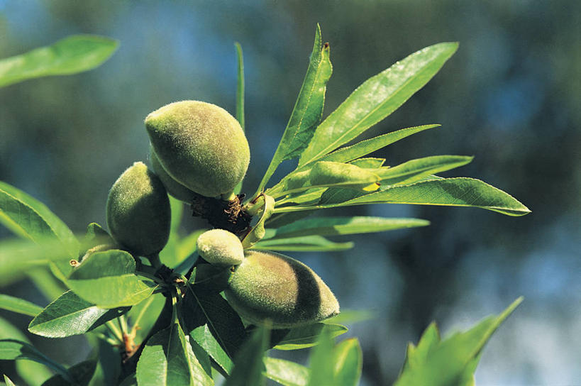 无人,横图,室外,特写,白天,农业,植物,杏仁,水果,叶子,阴影,果树,枝,饮食,树,树木,绿色,自然,摄影,生长,成长,生物学,杏树,彩图