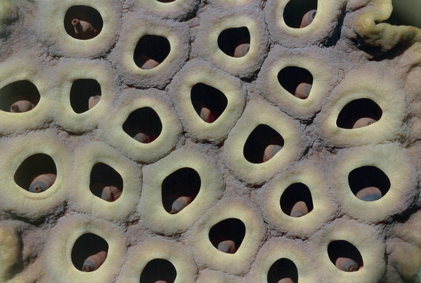 无人,横图,室外,特写,白天,背景,重复,莲花,睡莲,加勒比海,巴巴多斯,饮食,干花,大西洋,摄影,西印度群岛,脆弱,纯真,妖艳,水芹花,抒情,洁净,想法,水洋花,小莲花,子午莲,莲藕,彩图,全画面,全框架,全帧,全画幅