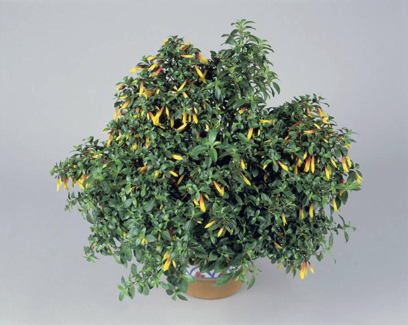 无人,竖图,室内,特写,植物,叶子,花蕾,摄影,生长,生物学,脆弱,花烟草,彩图,影棚拍摄