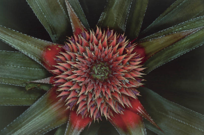 无人,横图,室外,特写,白天,背景,叶子,加勒比海,自然,大西洋,摄影,西印度群岛,拉丁美洲,多米尼加共和国,想法,彩图,全画面,全框架,全帧,全画幅