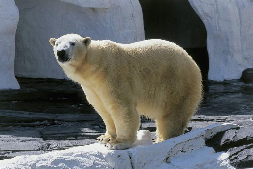 无人,横图,室外,特写,白天,山,北极熊,哺乳动物,野生动物,动物,摄影,气象,气候,岩石,彩图,动物学
