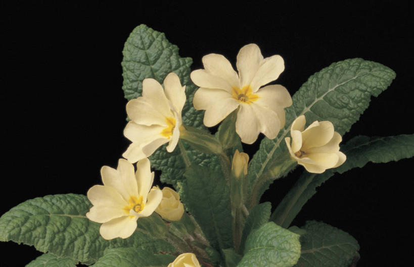 无人,横图,室内,特写,植物,叶子,黑色背景,花蕾,花瓣,摄影,生长,生物学,脆弱,樱草花,彩图,影棚拍摄,报春花科