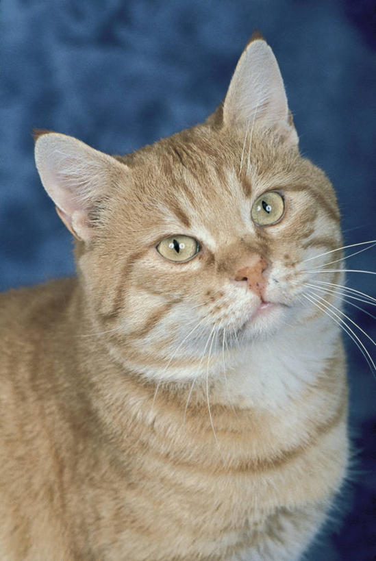 无人,竖图,室内,特写,哺乳动物,宠物,猫,野生动物,动物,家畜,摄影,生物学,猫科动物,彩图,动物学