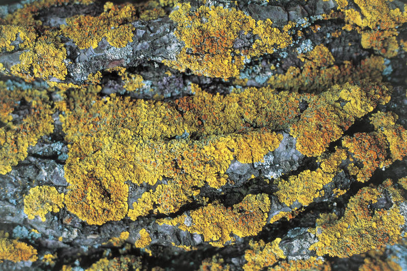 无人,横图,室外,特写,白天,背景,抽象,粗糙,地衣,自然,摄影,生长,毛糙,想法,自然地理,岩石,彩图,全画面,全框架,全帧,全画幅,粗拙