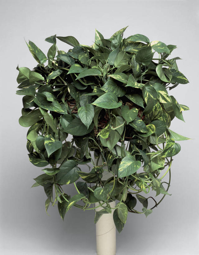 无人,竖图,室内,特写,白色背景,植物,微生物,叶子,细菌,生物,摄影,生长,生物学,生命体,彩图,影棚拍摄,原核生物